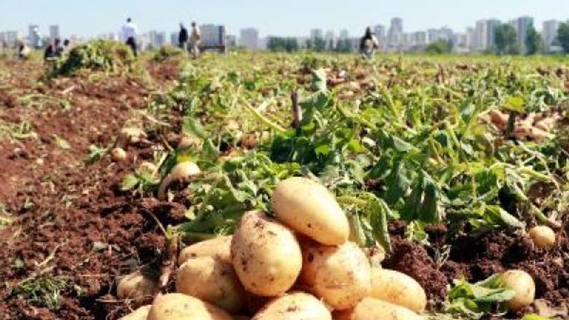 Niğde’de hastalıklara dayanıklı yerli ve milli patates