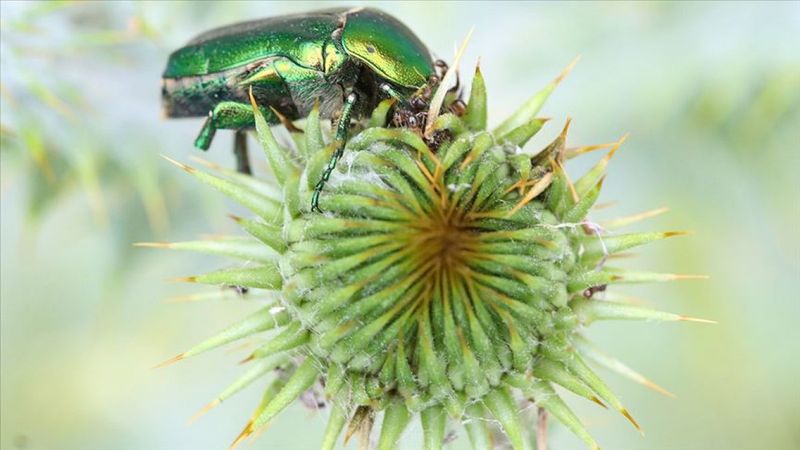 Iğdır'daki altın böceklerinin beslenme anı kamerada