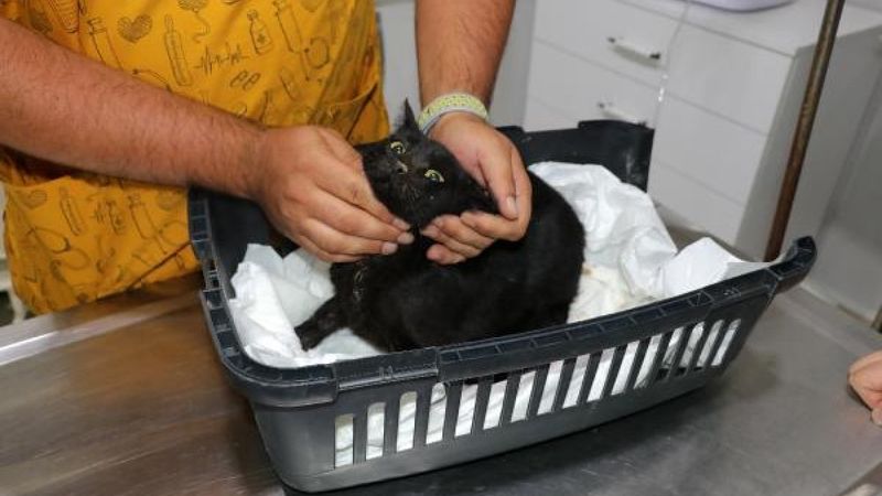 Edirne'de 3 kedi daha zehirlenerek öldürüldü