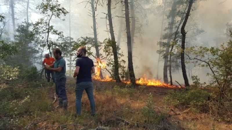 Sakarya'da yine orman yangını çıktı
