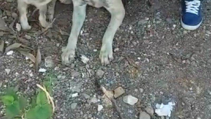Antalya'da köpeğe tecavüz eden adam, serbest bırakıldı