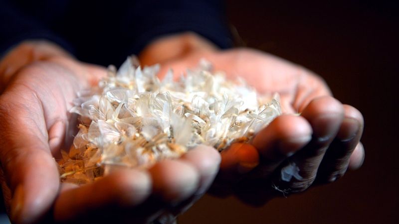 Ardahan'da kelebeklerin 'ölüm uçuşu'