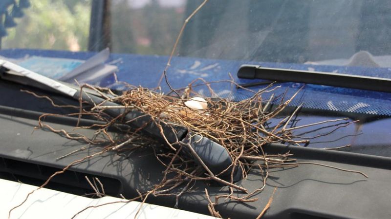 Mersinli çiftçi, kuş yuvası olan kamyonetini kullanmıyor