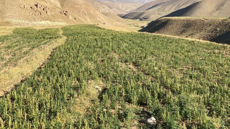 Van’da 1 milyon 560 bin 57 kök kenevir ele geçirildi