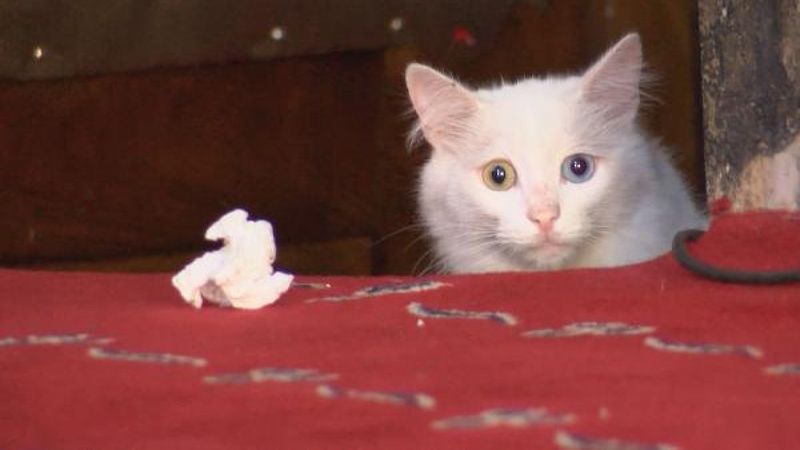 Ayasofya'nın meşhur kedisi Gli'ye Ankara'dan arkadaş geldi