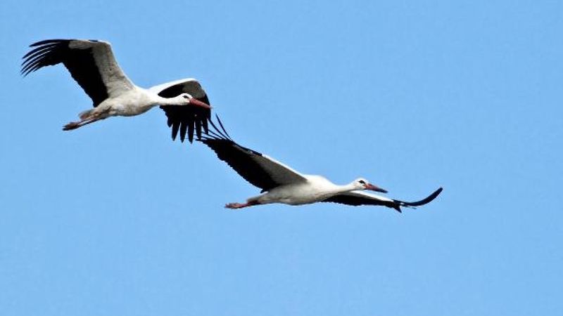 Türkiye’den Afrika’ya leylek göçü başladı