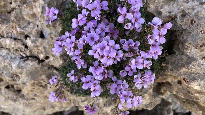 Nesli tükendiği sanılan 'Bakır kazteresi'ne yeniden rastlandı