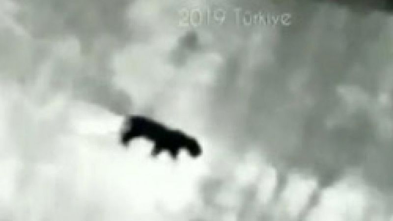 Anadolu Parsı Güneydoğu'da görüntülendi