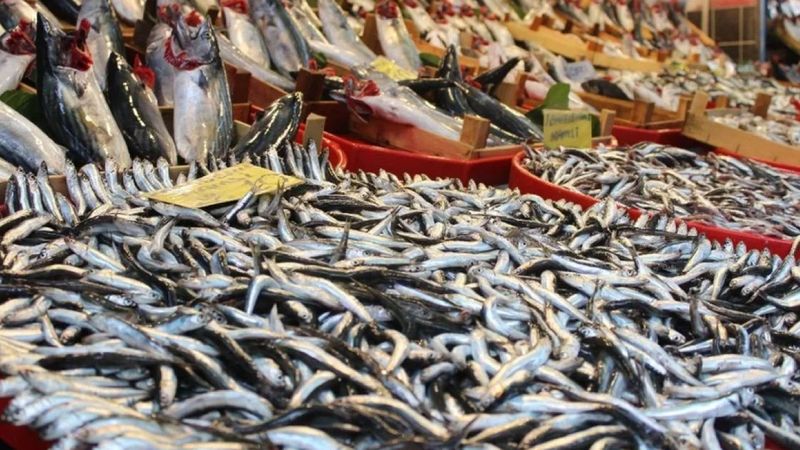 Yeni sezonun ilk balıkları tezgahlarda yerini aldı