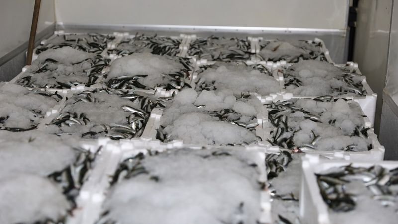 Bursa'da balık sezonu başladı, denetimler arttı