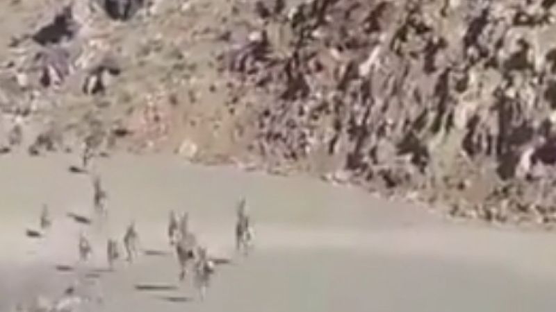 Terörden temizlenen Yüksekova dağlarındaki yaban hayatı