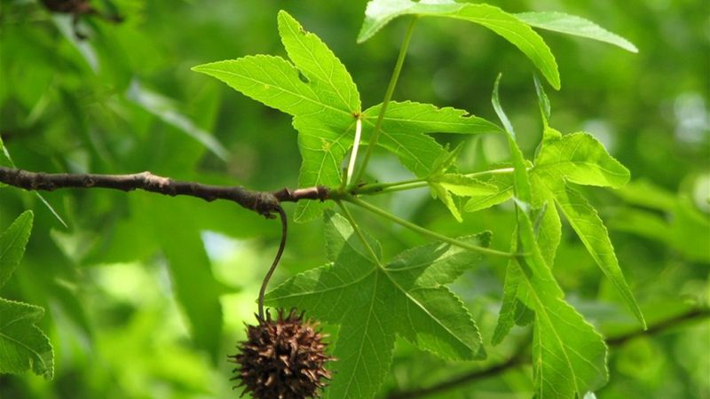 Sığla ağacı nedir