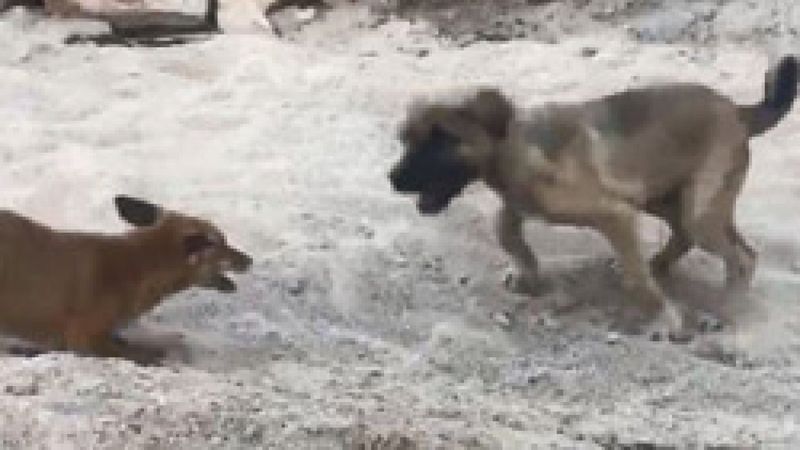 Tunceli'de tilki ve Kangal köpeğinin dostluğu