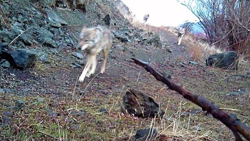 Bayburt’ta kurt sürüsü fotokapanla görüntülendi