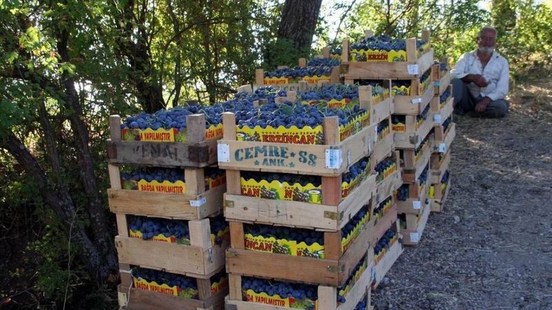 Erzincan'da üretilen 'Cimin Üzümü' birçok hastalığa iyi geliyor
