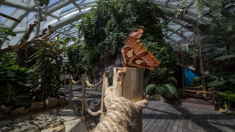 Konya'da dev kelebek Atlas'a büyük ilgi