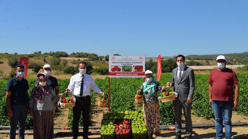 Bilecik'te unutulan saray lezzeti kamber biberi üretiliyor