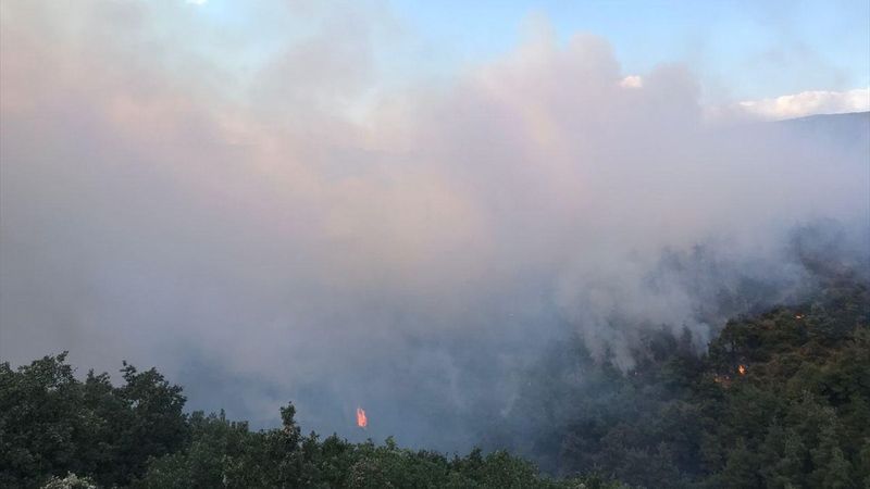 Bursa'da orman yangını