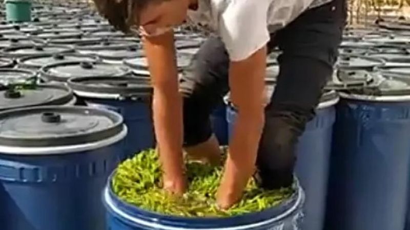 Turşuluk biberi ayaklarıyla ezdi