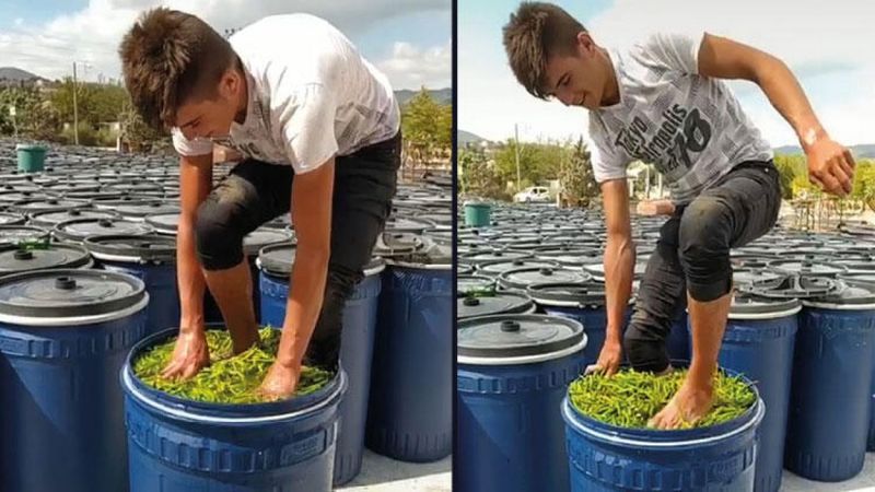 Çanakkale turşuluk biberin çıplak ayakla ezilmesine ceza kesildi