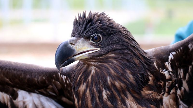 Türkiye'de nadir görülen ak kuyruklu kartal koruma altında