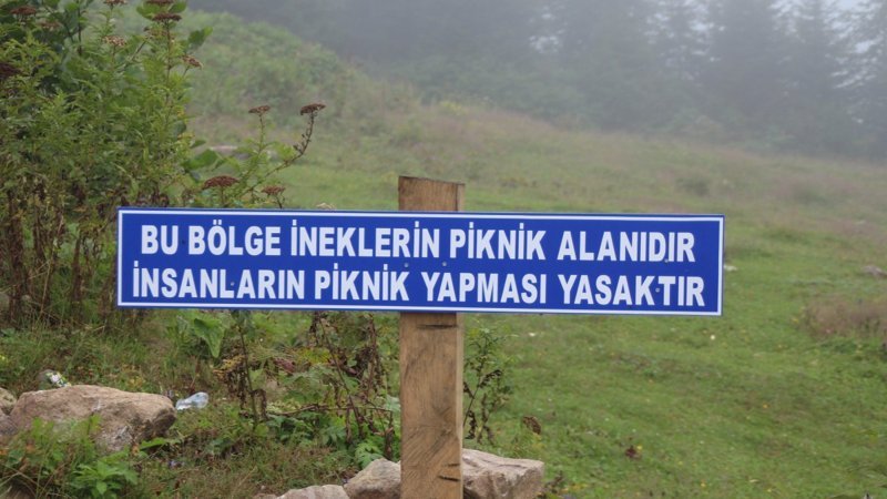 Rize'de yaylaya piknikçiler için uyarı tabelası bırakıldı: Bu bölge ineklerin piknik alanıdır