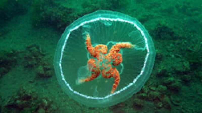 Marmara'da ay denizanası uyarısı: Dokununca yakıyor