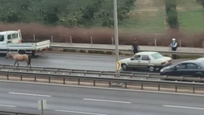 Bursa'da başıboş at kazaya neden oldu
