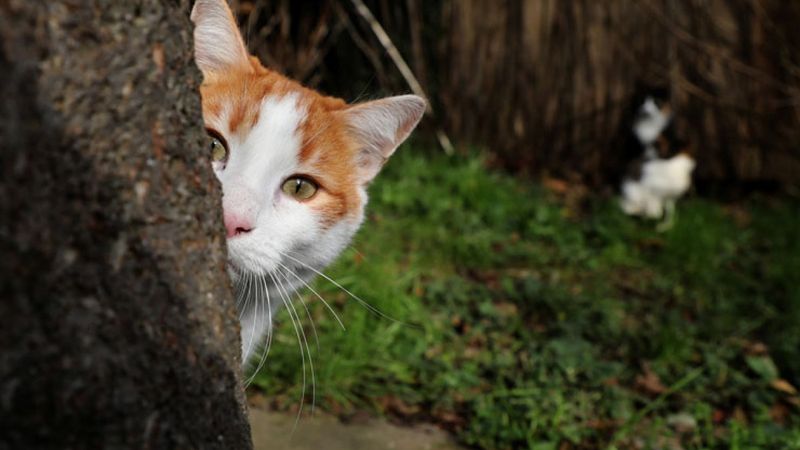 Hollanda’da iki yıl önce kaybolan kedi Belçika’da bulundu