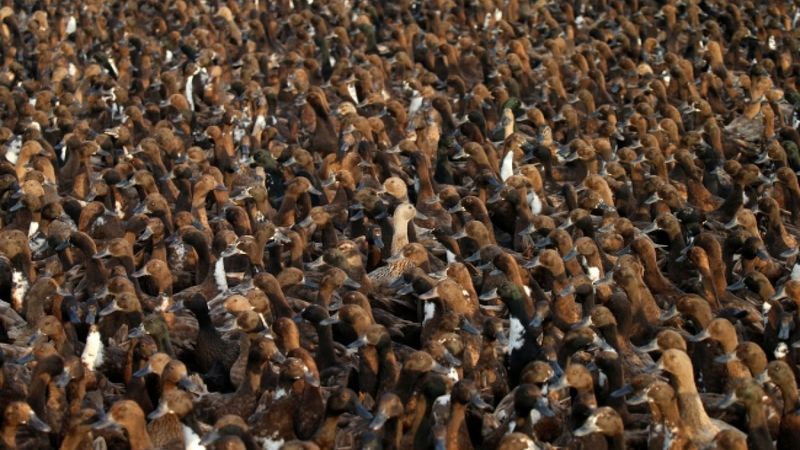 Tayland’da 10 bin ördek görevde