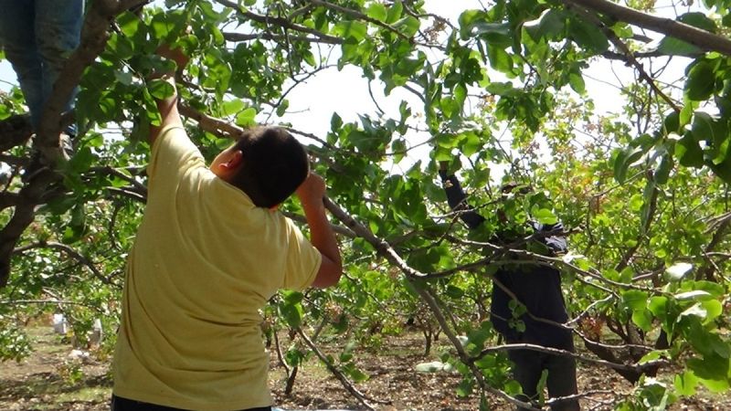 Siirt'te fıstık hasadı bereketli başladı