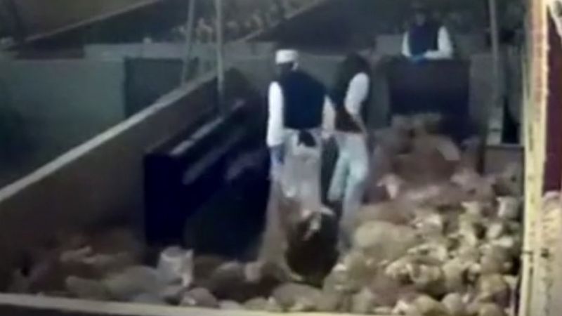 İspanya’da mezbahada kuzulara işkence yapıldı