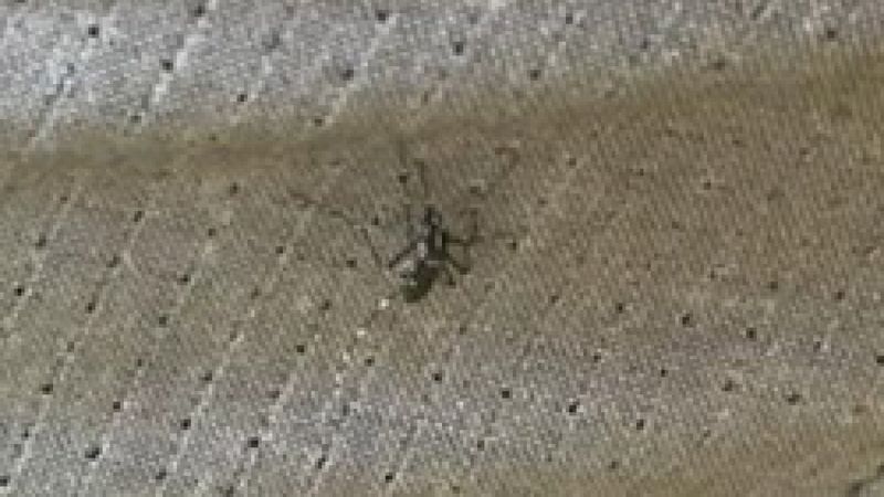 İstanbul'da Asya Kaplan Sivrisineği alarmı