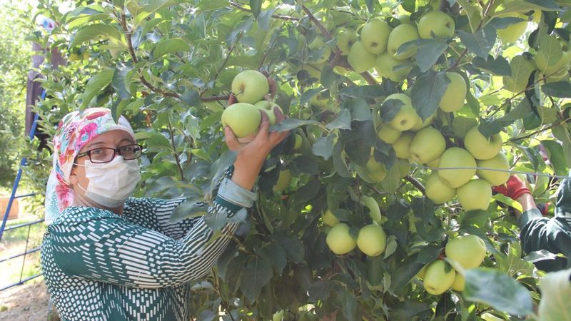 Türkiye’de yetişen her 4 elmadan biri Isparta’da üretiliyor