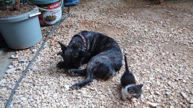 Mersin'de yavru kediyi emziren köpek, annelik yapıyor