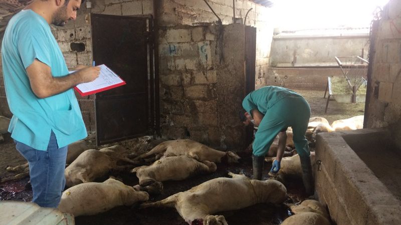 Hatay’da 3 büyükbaş ile 28 küçükbaş hayvan akıma kapılarak telef oldu