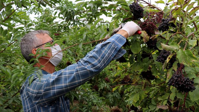 Bağışıklığı güçlendirici 'aronya' ve 'mürver' meyvesinin hasadı başladı
