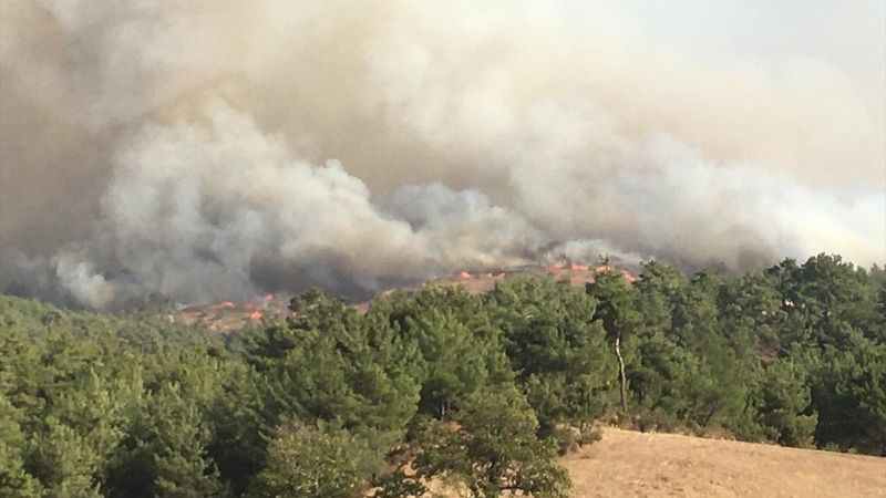 Manisa'da orman yangını