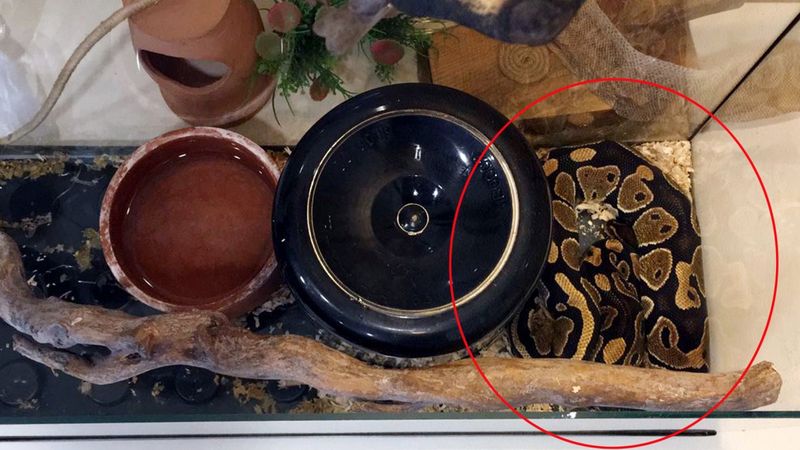 Antalya’da zorla senet imzalatmak isteyen tefeciler pitonla korkuttu