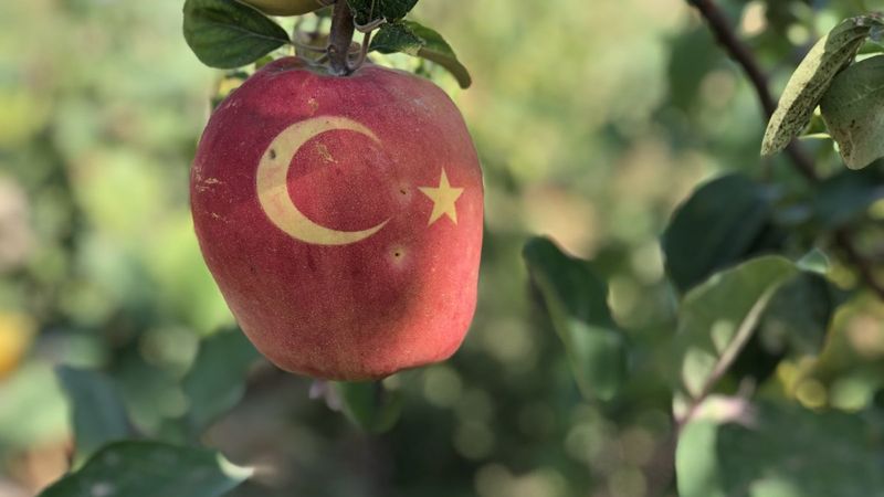 Nevşehir'de bu ayvayı gören hayrete düşüyor