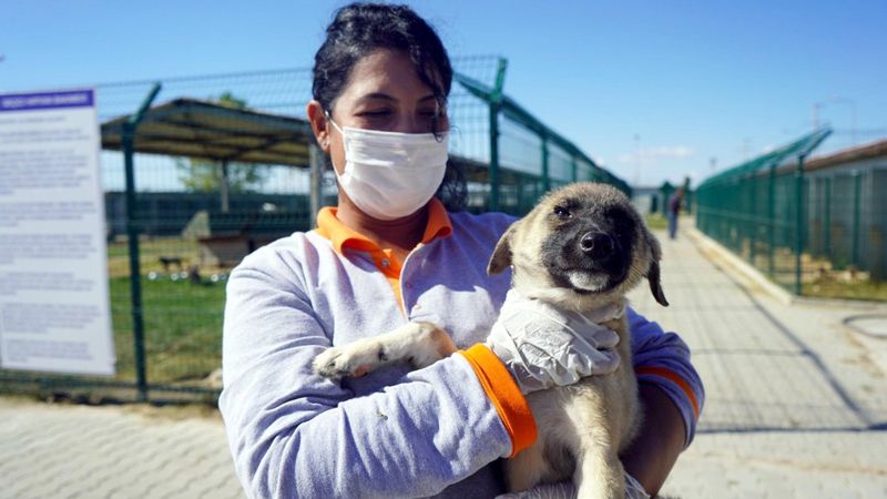 Kırklareli'de zifte bulanan yavru köpek sağlığına kavuştu