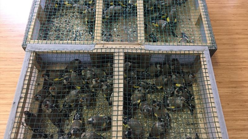 Adana'da tuzakla saka kuşu avlayan baba ve oğluna 91 bin 350 lira ceza