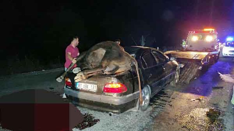 Düzce’de çarptığı hayvan otomobilin bagajının üstünde kaldı