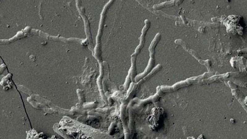 İtalya’da 2 bin yıl önceye ait kafatasından sağlam beyin hücresi keşfedildi