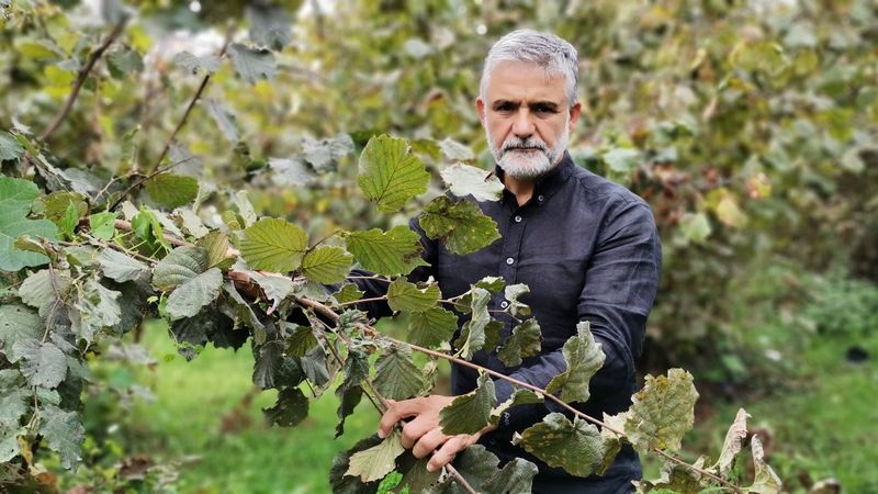 Fındık alım fiyatı 22 liradan 27 liraya kadar yükseldi