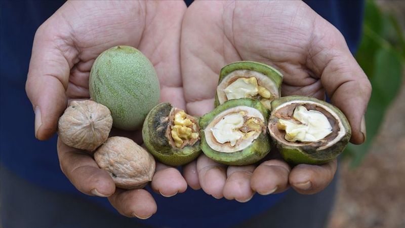 Kahramanmaraş'ta üretilen melez ceviz 'Diriliş'in hasadı verimli başladı