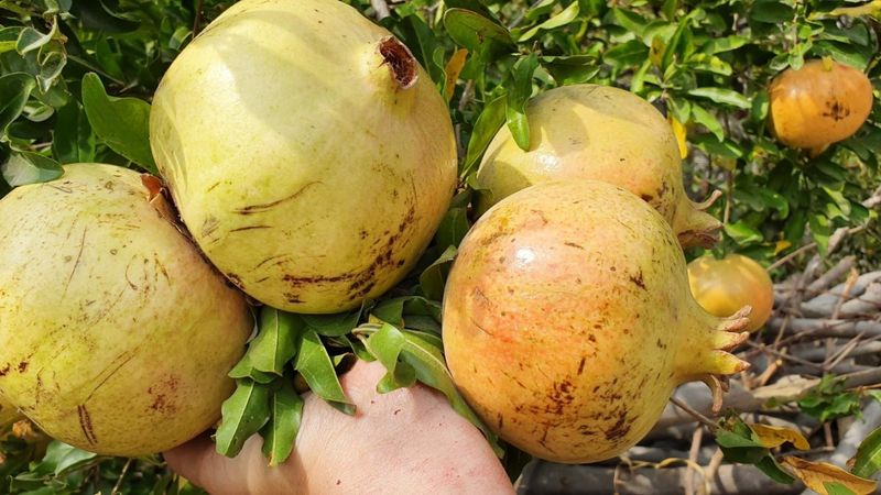 Mersin'de nar alıp, parasını ödemeyen 2 kişiye hapis cezası