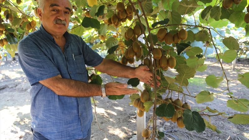 Ordu'nun fındığından sonra kivisi de revaçta