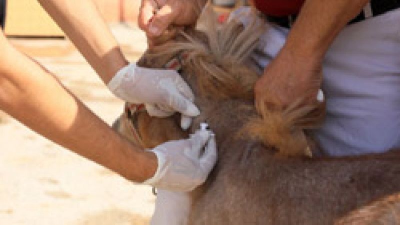 Türkiye'de bir ilk: At ve eşeklere çip takılıyor