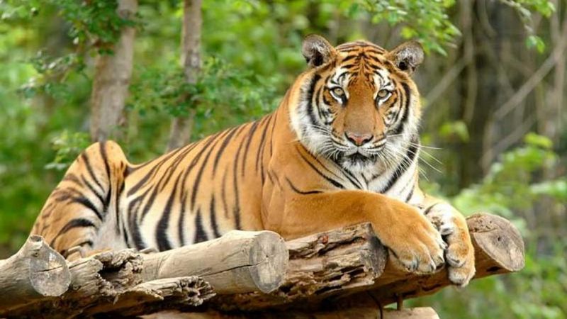 Hindistan’da bir kaplan 8 kişiyi öldürdü